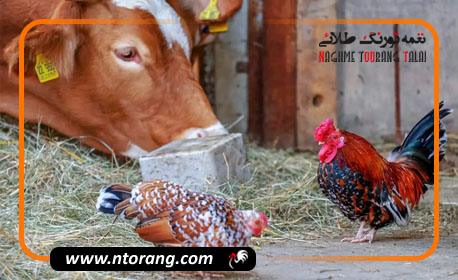 مرغداری بهتر است یا گاوداری؟